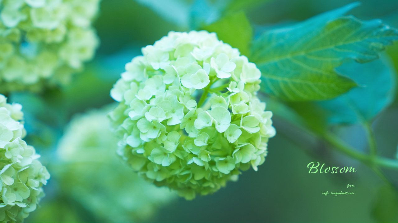 11 연두색 수국 C - Blossom 꽃배경화면