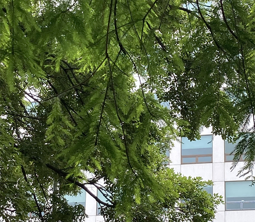 낙우송