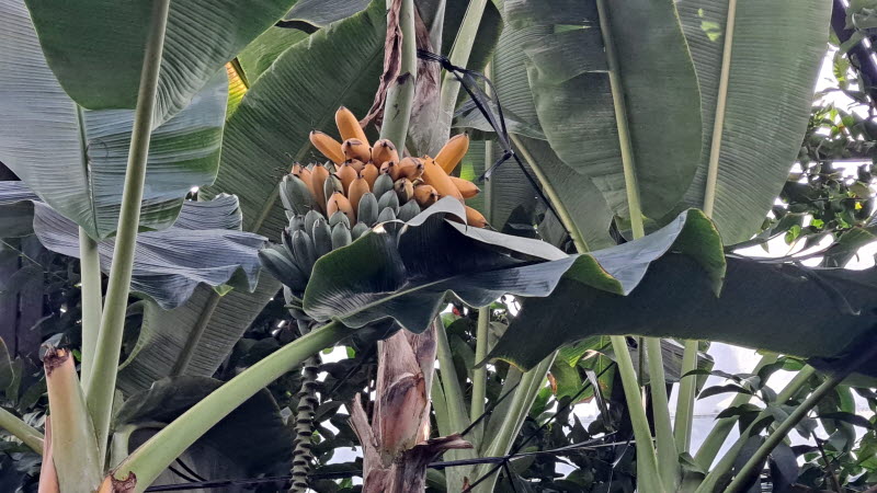 제주여행_여미지식물원