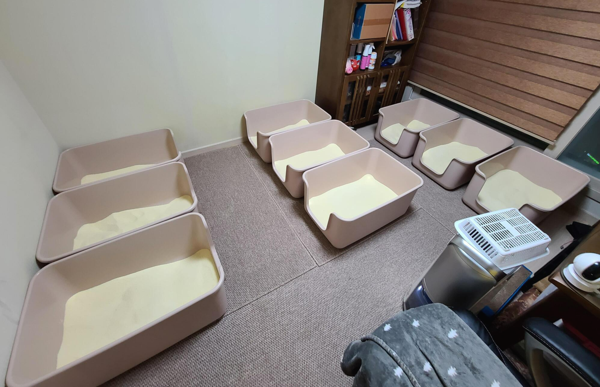 고양이 모래와 화장실의 중요성. 고양이 화장실 변천사