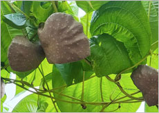 하늘마 먹는법&amp;#44; 효능&amp;#44; 부작용