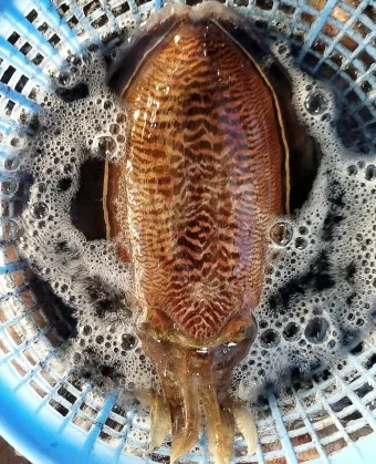 갑오징어 제철 시기 요리 레시피 황금레시피_5