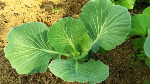 케일-생장모습-케일효능