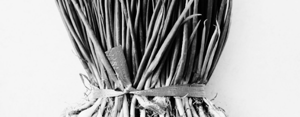 쪽파 심는시기, 쪽파 파종시기