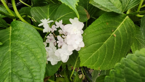 용인 자작나무숲 수국축제