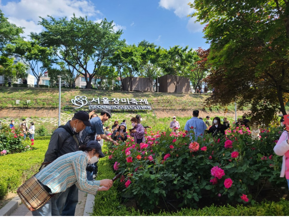 2023.서울 중랑구 장미축제.일정.주차.추천코스.맛집.2023안내.총정리
