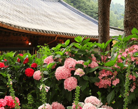 아침고요수목원 수국 전시회 일정 주차 정보 포토존 즐길거리