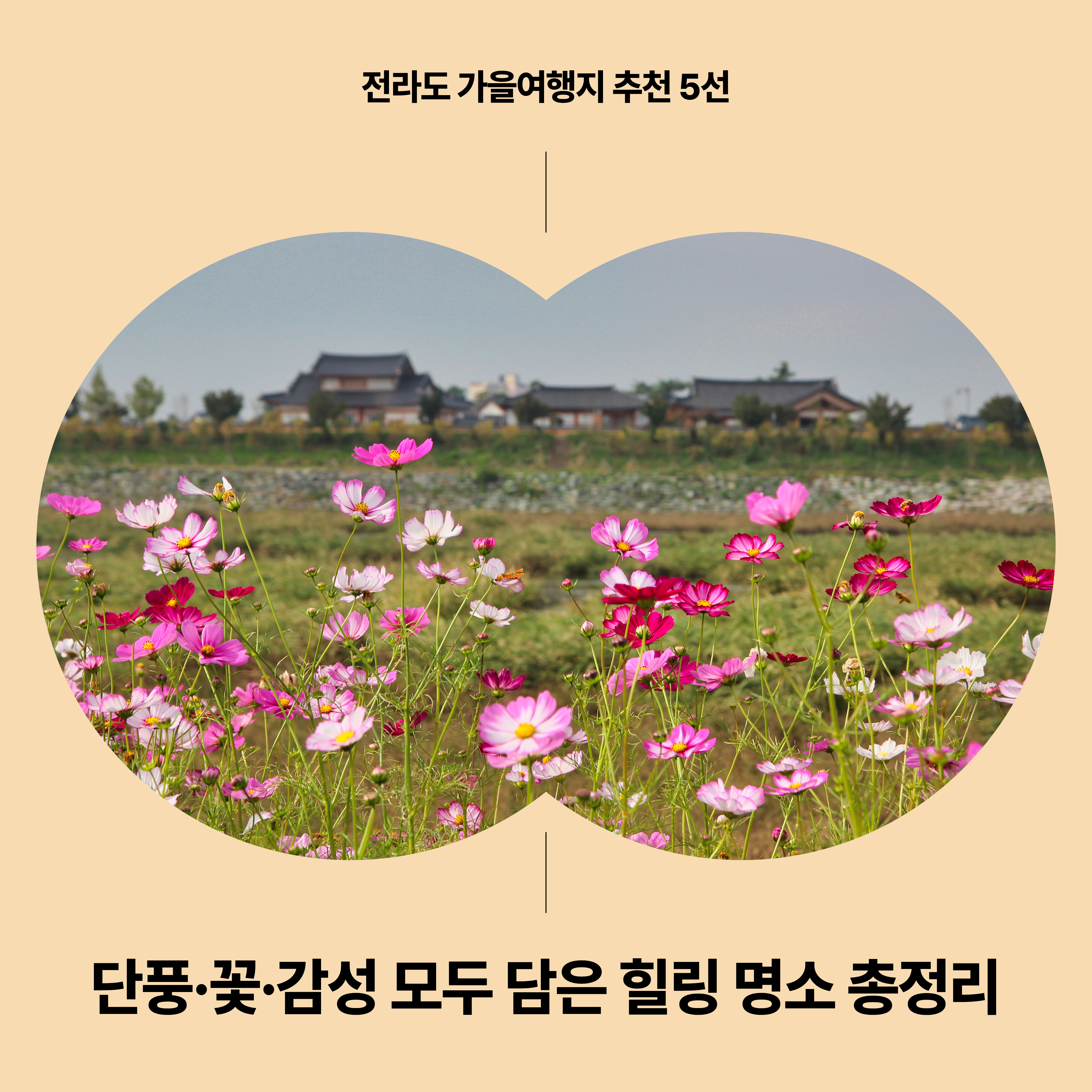 전라도 가을여행지 추천 5선 — 코스모스가 피어난 들판과 한옥이 어우러진 감성 가을 풍경으로 단풍, 꽃, 감성을 모두 담은 힐링 명소를 소개하는 썸네일 이미지