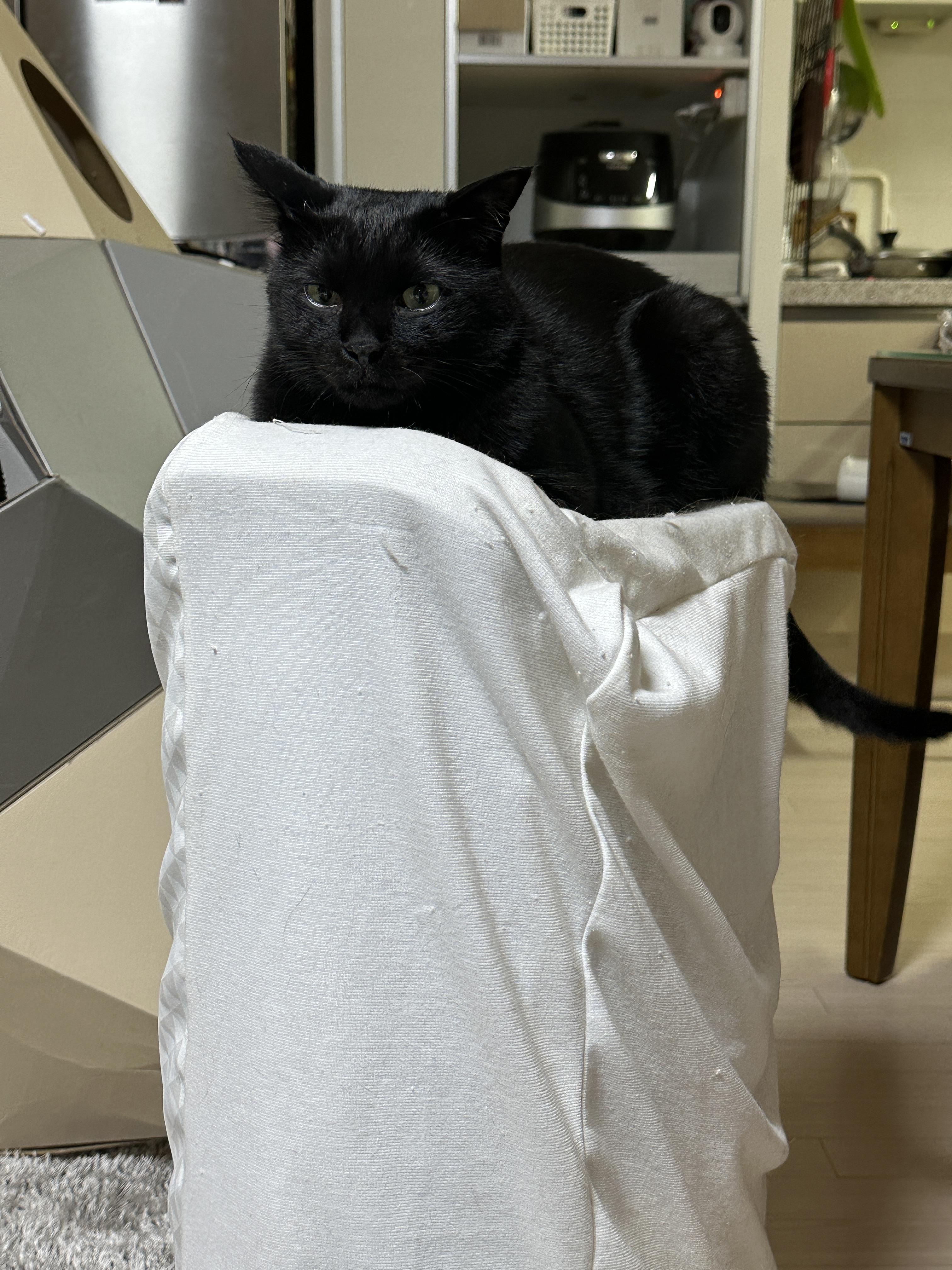 요즘 미모 폭발하는 건이의 최애 장소 (feat. 제습기 위 고양이)