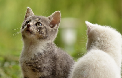 입맛 좋은 인기 고양이 사료 추천 관련 사진