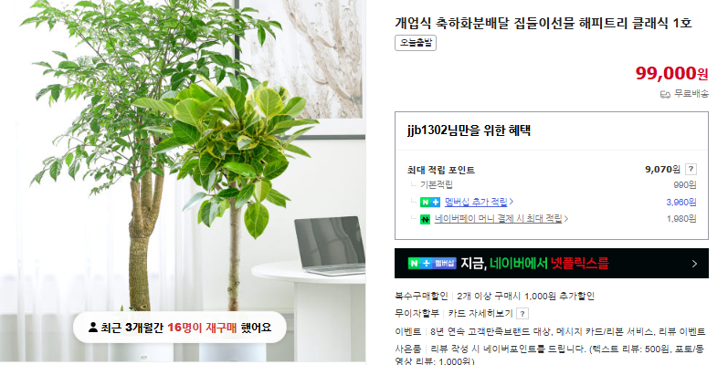 녹보수 키우는 법 및 잎이 떨어지는 이유 (+ 꽃말 물 주기 진드기 해피트리 차이점)