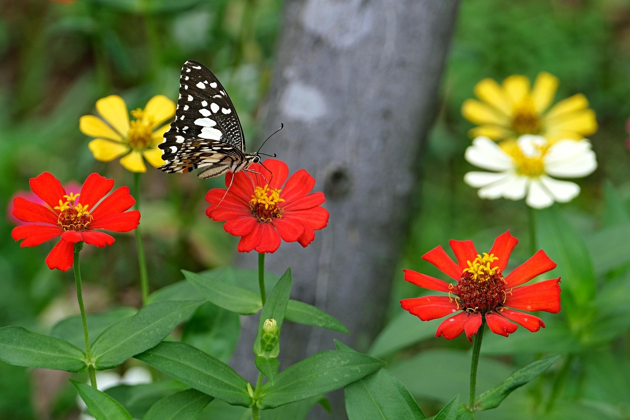 안동 병산서원 배롱나무 꽃