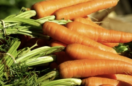 흙당근 보관방법