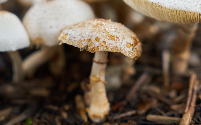 새송이버섯 효능 : 심혈관