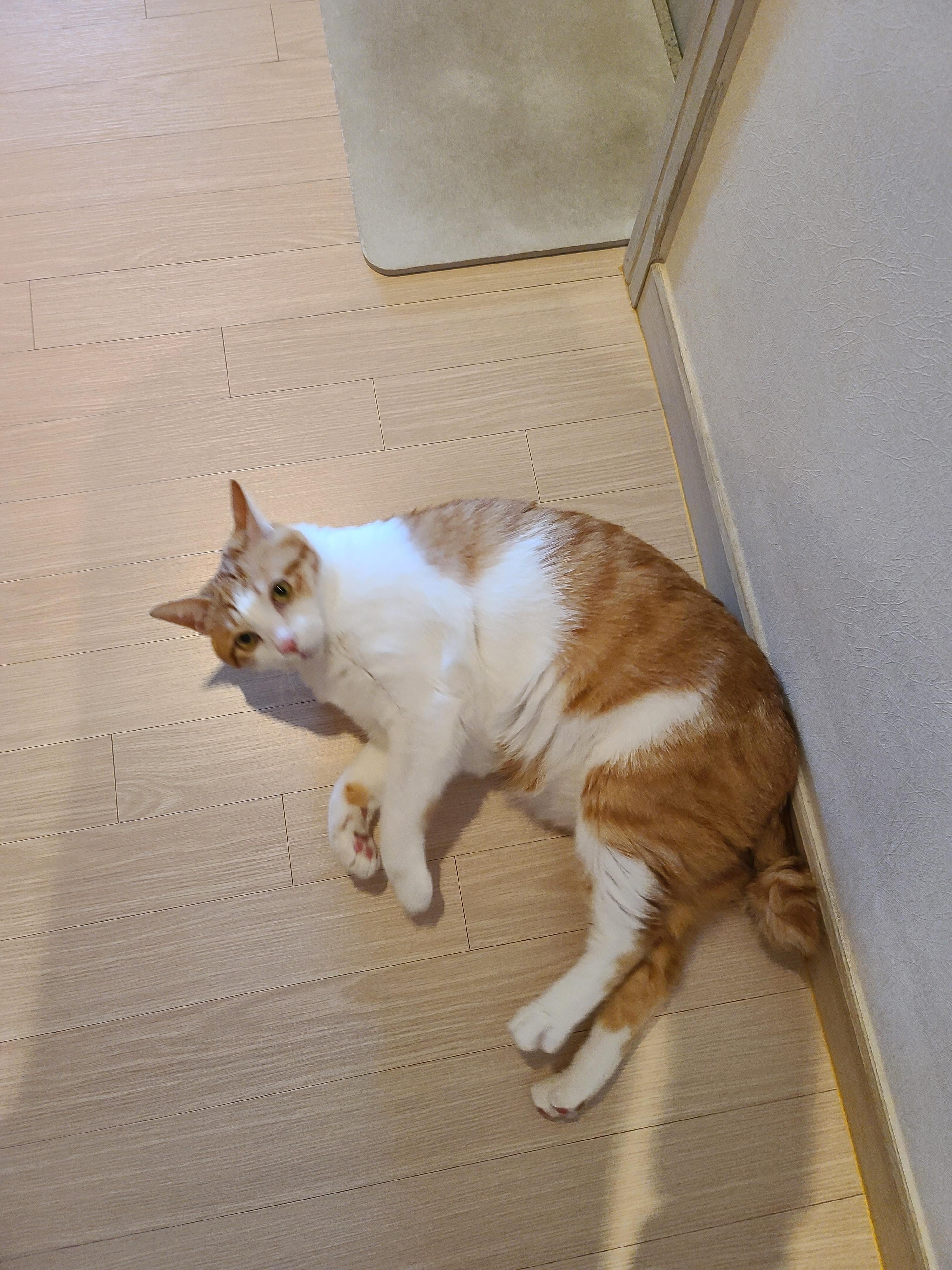 막둥이 발라당의 이유...ㅜㅜ