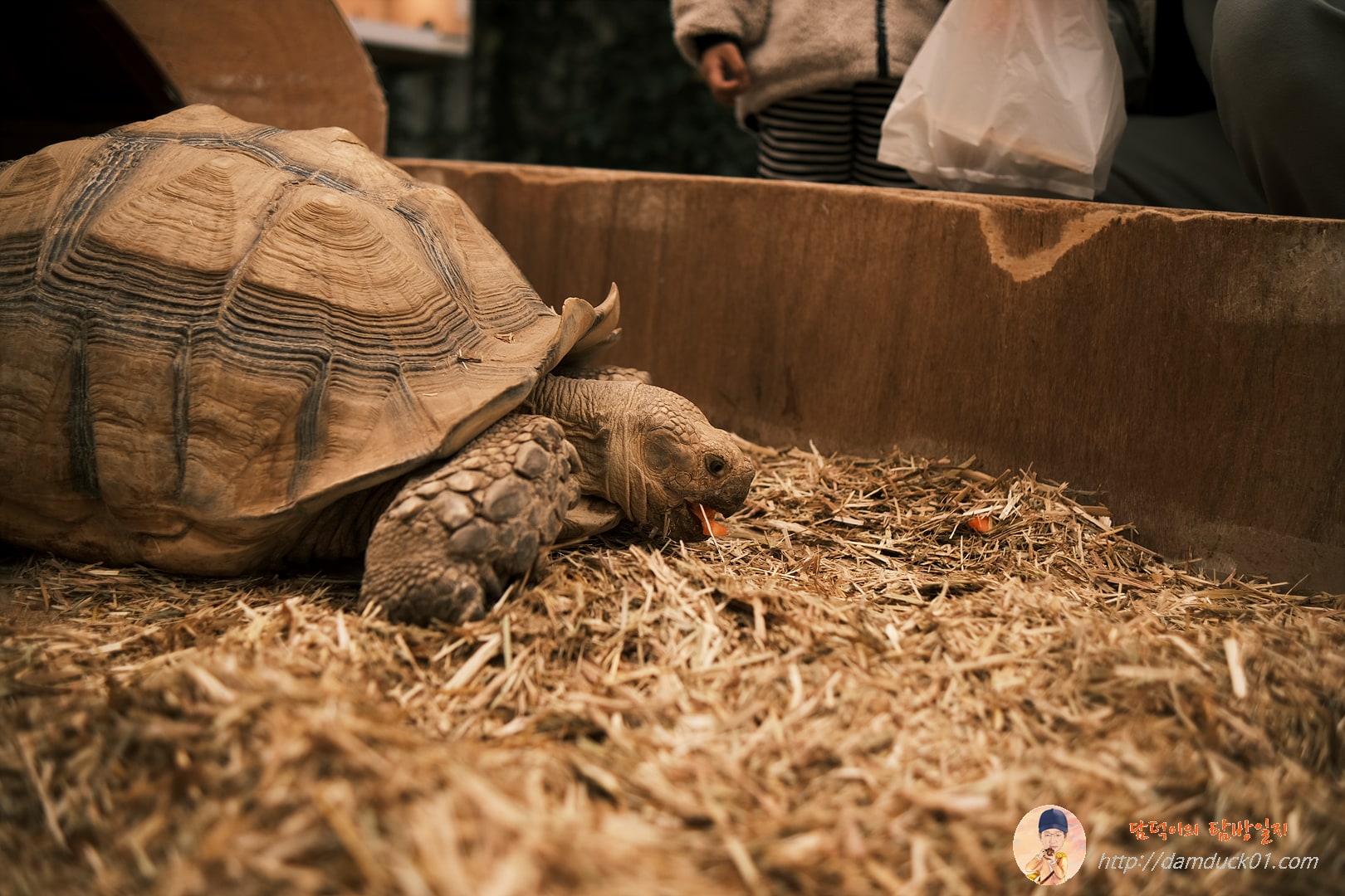 당근 먹는 거북이