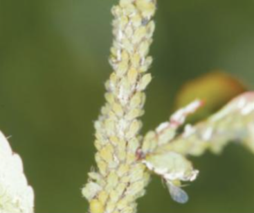 조팝나무진딧물