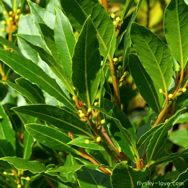 베이로렐 (Bay Laurel), 베이로렐 오일