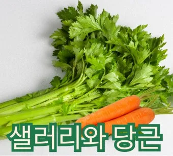 샐러리 효능 알고 먹는법 잎 생으로 손질법 요리_23