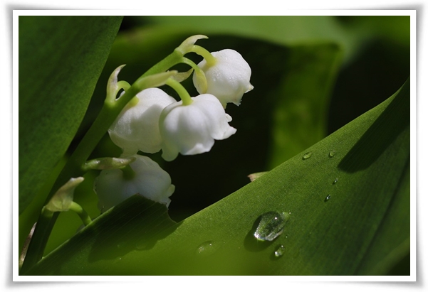 "은방울 꽃" 자연의 아름다움과 신비를 담은 작은 보석!
