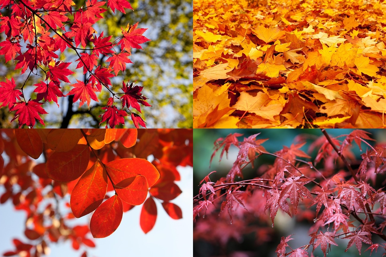 단풍구경 가볼만한 곳