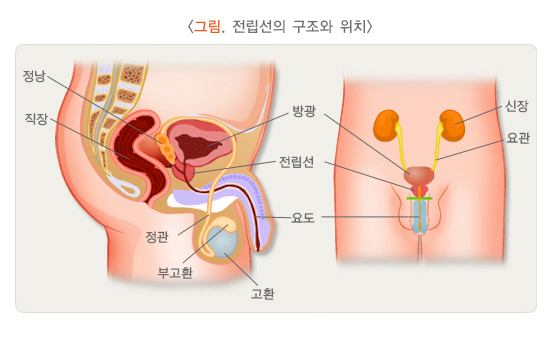 전립선의 구조와 위치