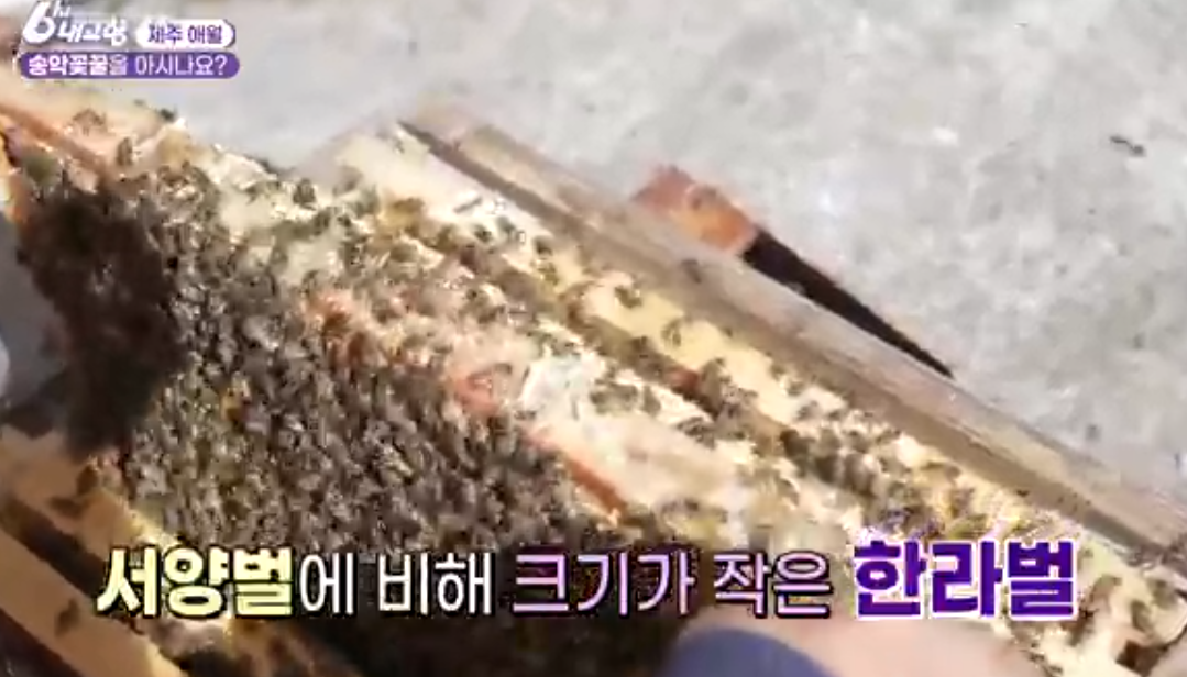  제주 송악꽃꿀
