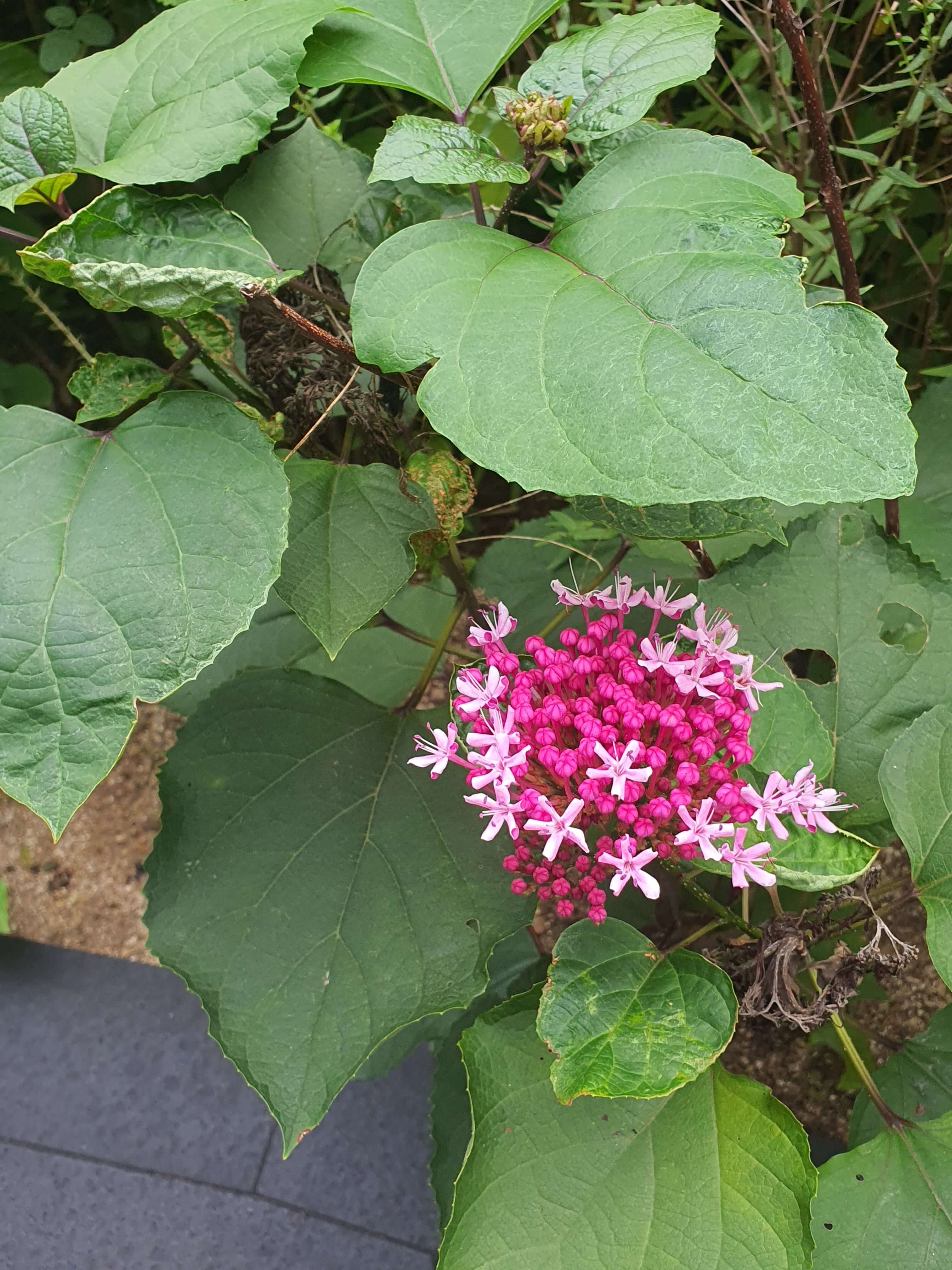 정원 사회학 관점에서 정원이 개인 정체성에 미치는 영향