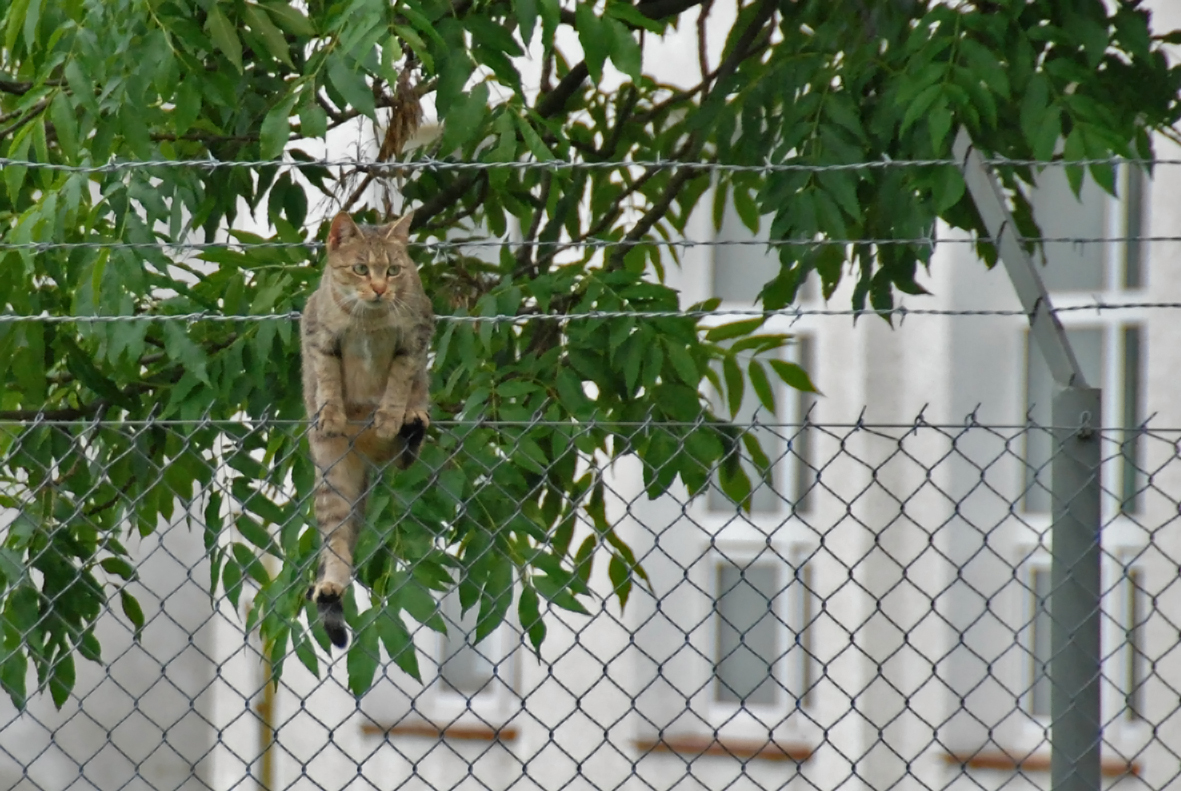 고양이 탈출 관련 사진