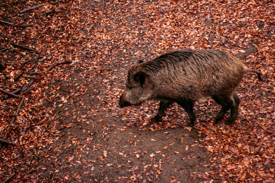 Lean pork.