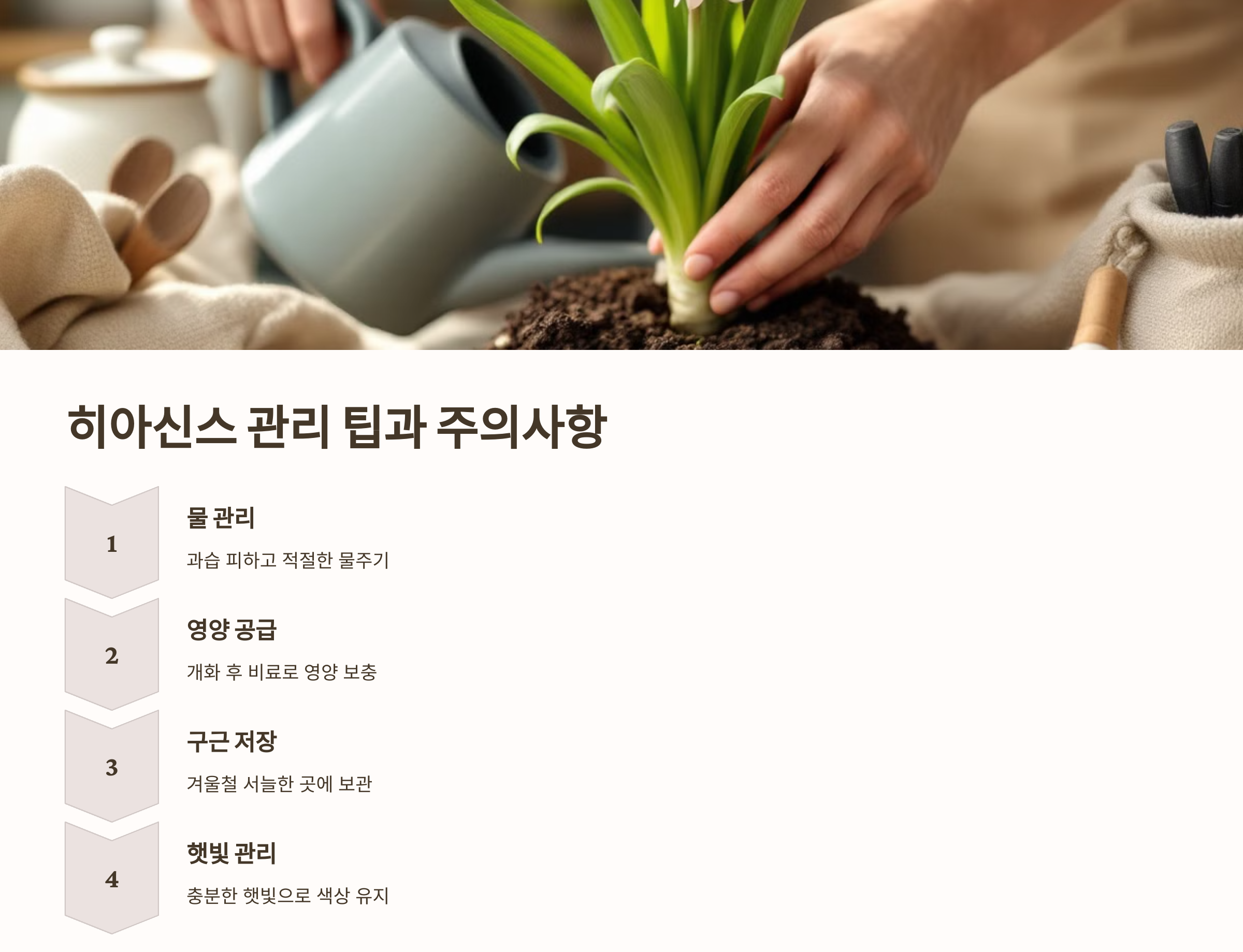 히아신스