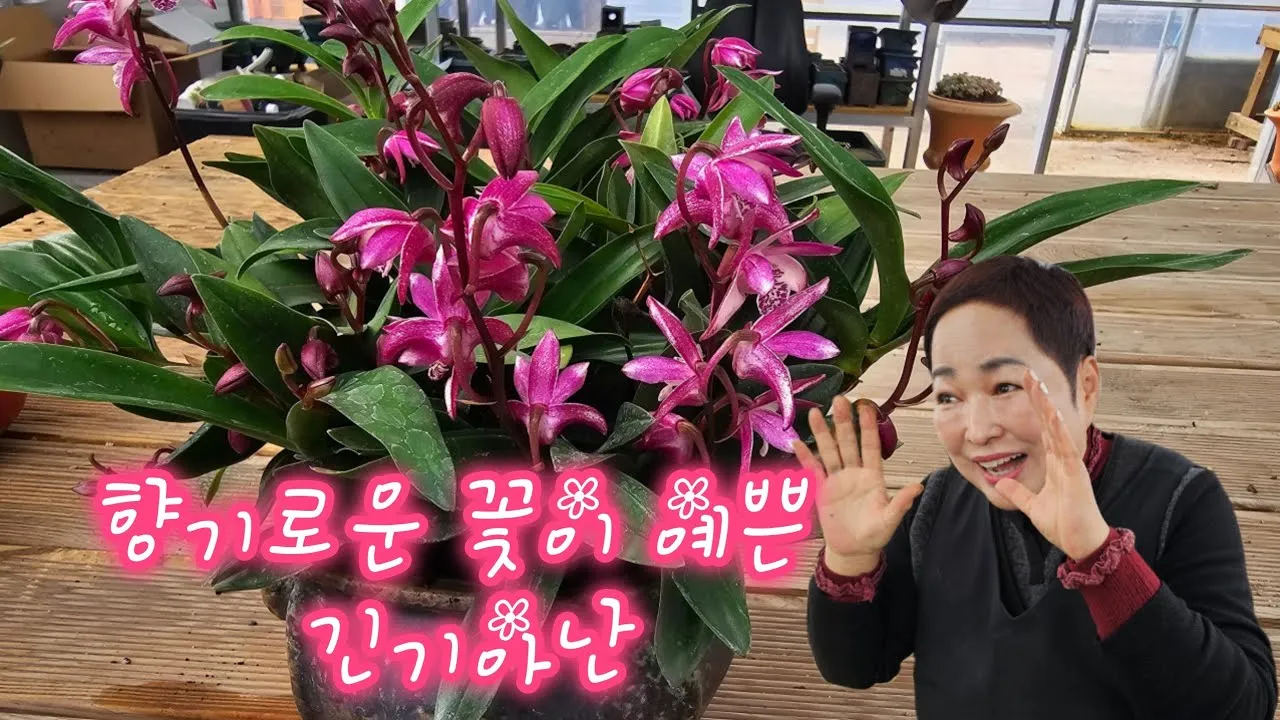 긴기아난 기르는법 꽃피우기 분갈이 물주기 꿀팁_7