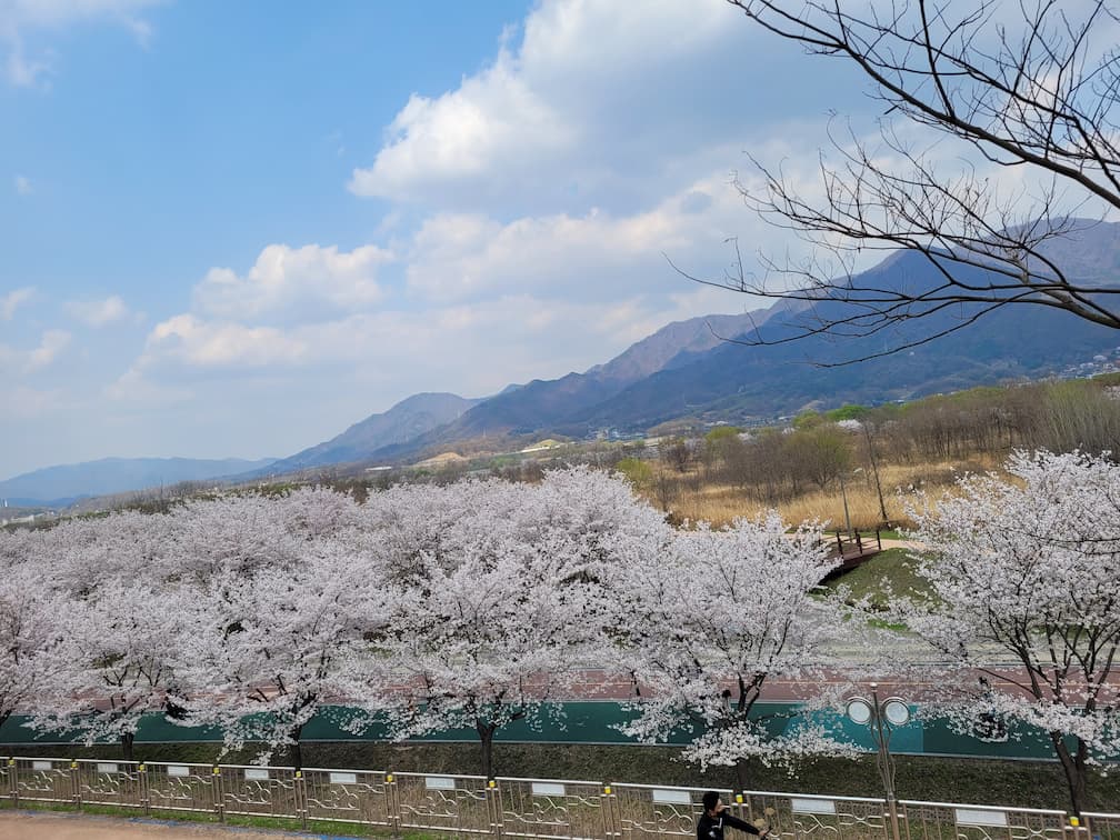 하남 당정뜰에서 바라본 벚꽃 산책로와 한강 주변 풍경