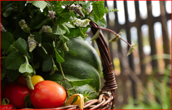 2024 화천 토마토축제 행사일정 확인하기