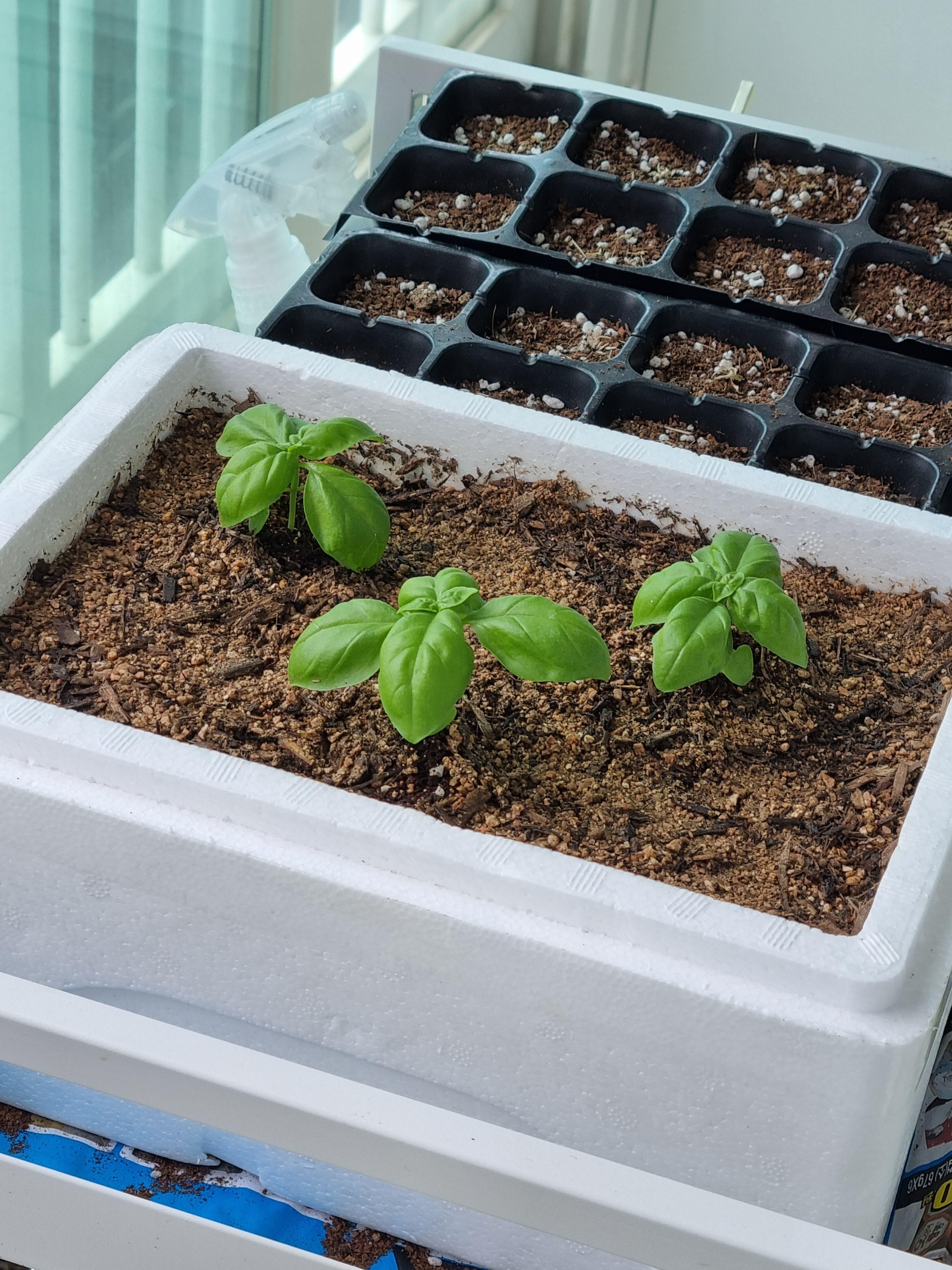 쑥쑥 크는 바질