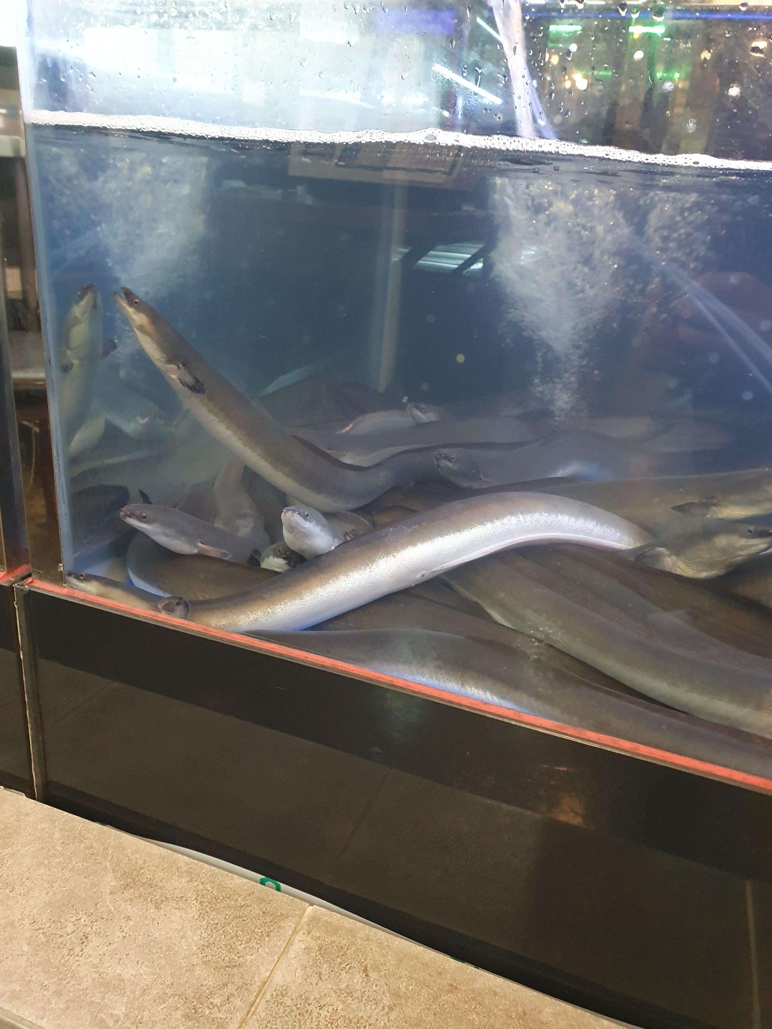 용인 황실 민물장어에서 살아있는 장어들