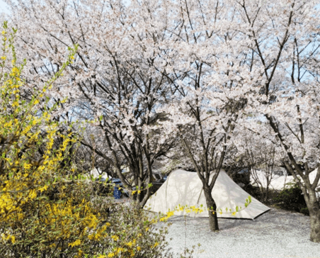 안성맞춤캠핑장-벚꽃