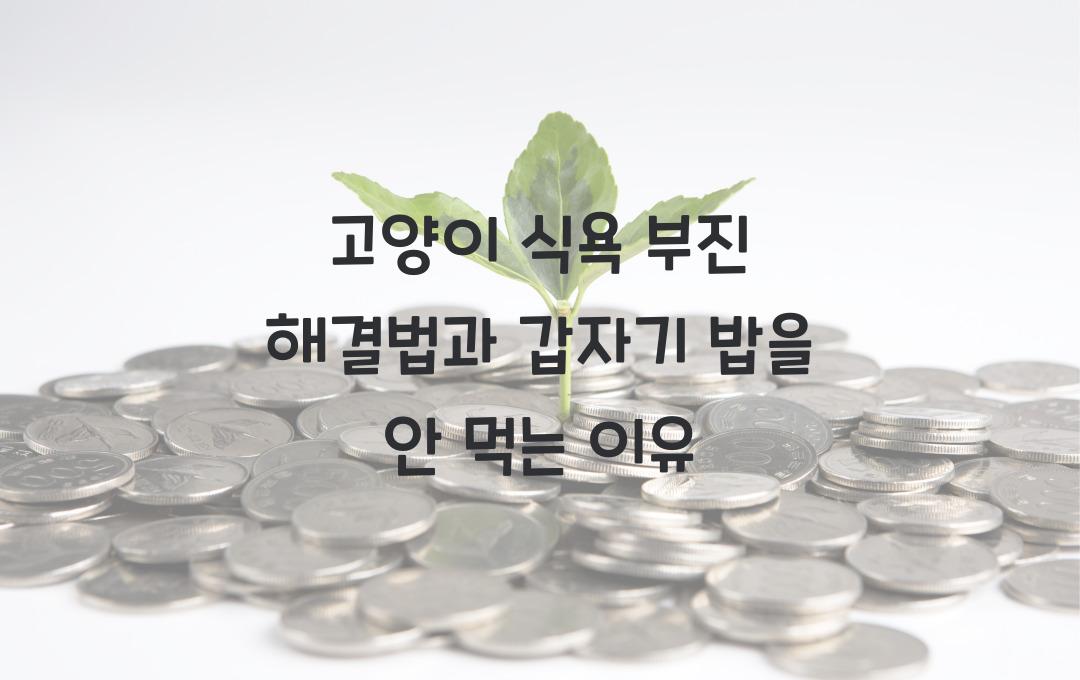 고양이 식욕 부진 해결법, 갑자기 밥을 안 먹는 이유와 대처법