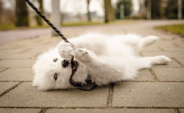 개가 리드를 당기는 이유.