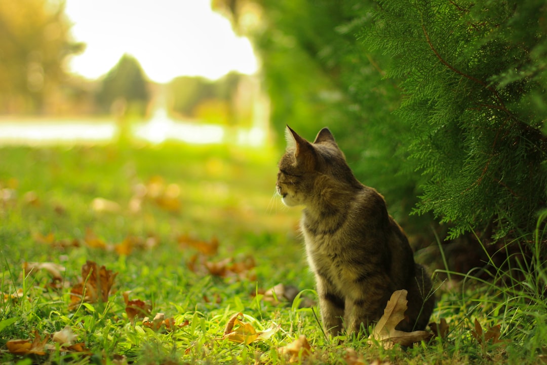 Temperament