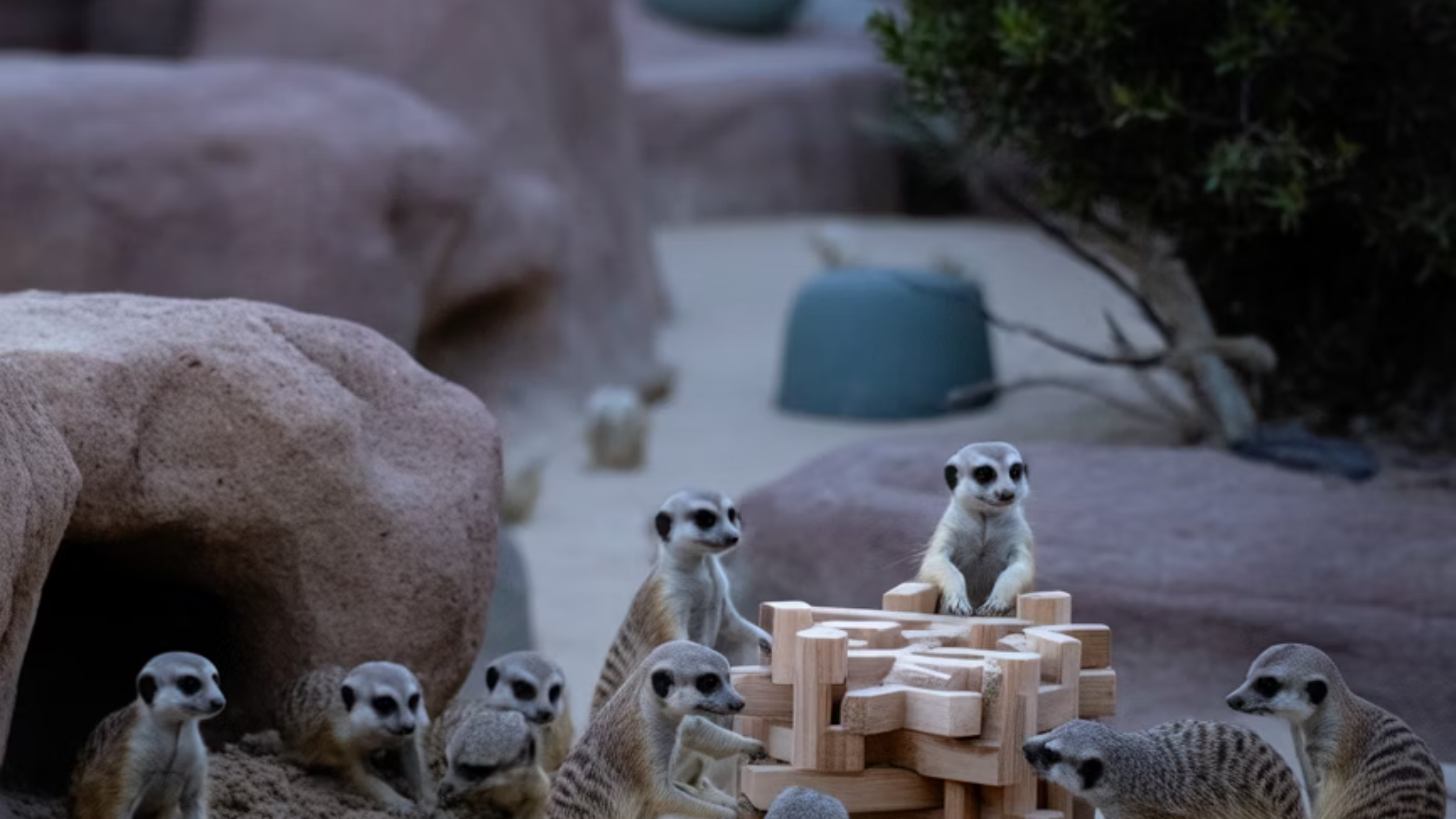 행동 풍부화 장치와 놀이