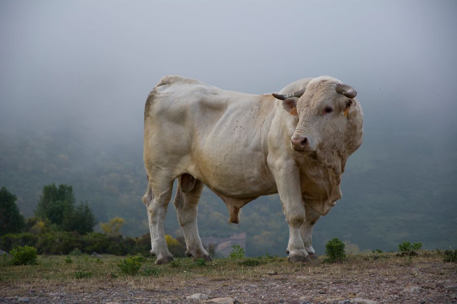 A large, muscular bull stands confidently in a foggy rural landscape, showcasing strength and tranquility.