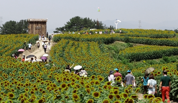 2023 함안 강주 해바라기 축제