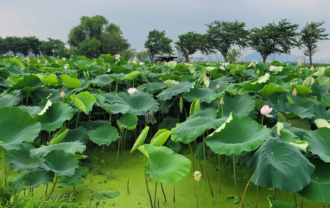 시흥 연꽃테마파크