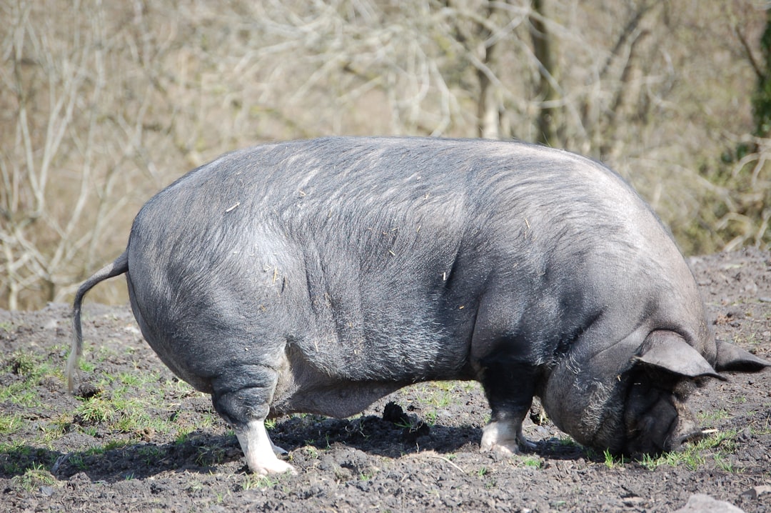 Pig