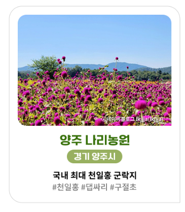 가을&amp;#44; 가을꽃 여행지 추천