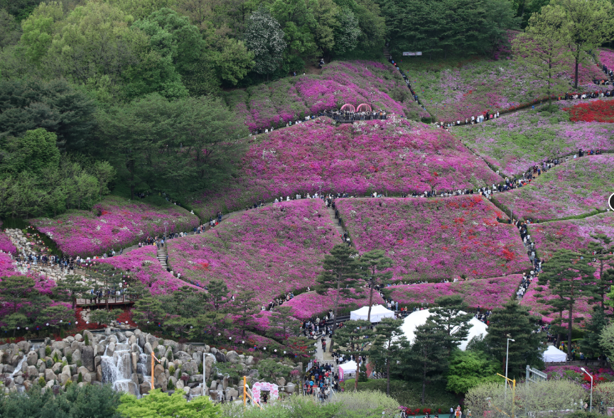 군포-철쭉축제-06