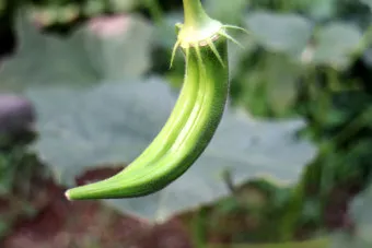 오크라 효능 재배법 손질 수확 요리 보관까지 한눈에 보기_27