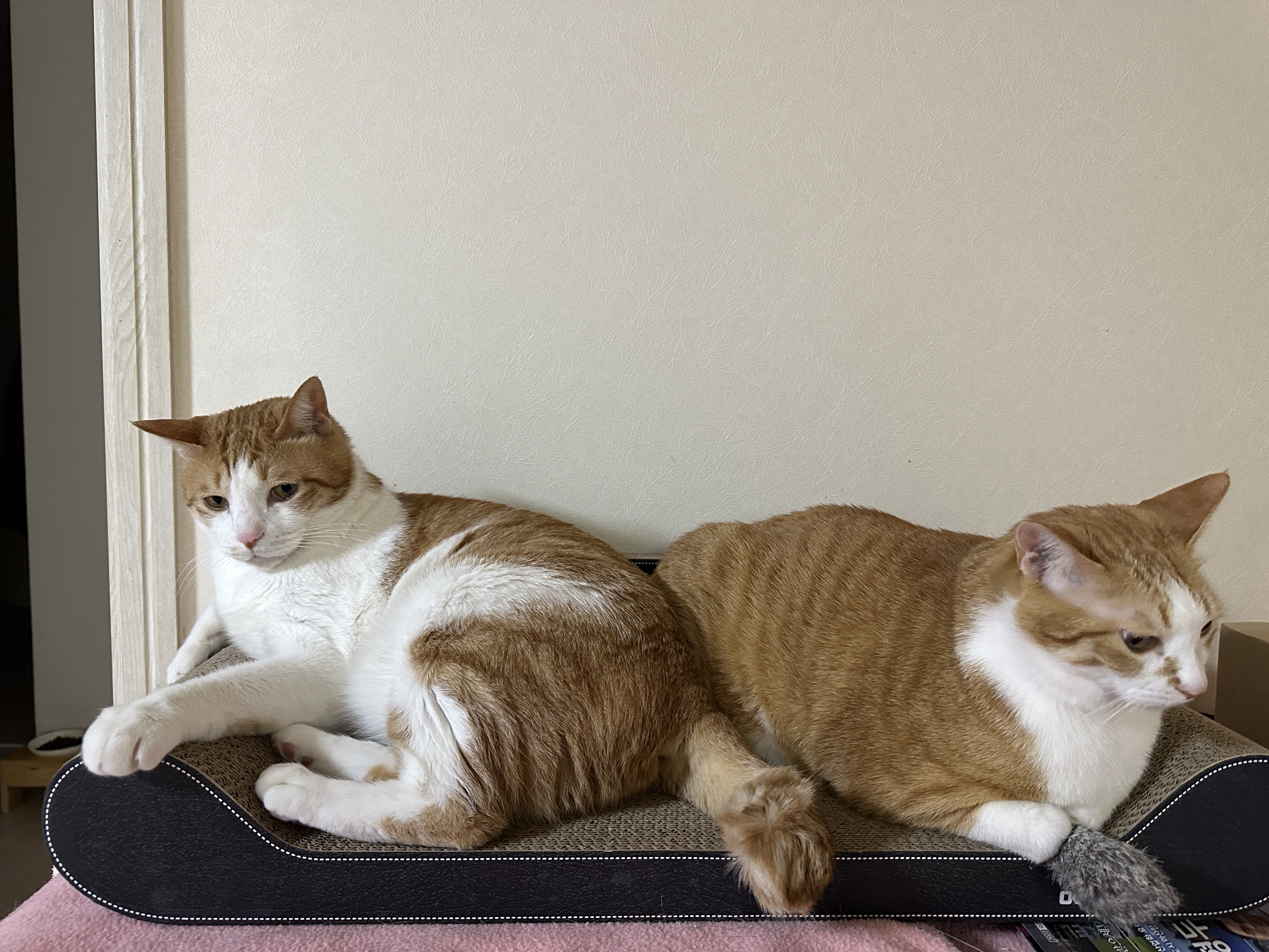 오랜만에 치즈형제의 다정한 모습 (feat.사이좋은 호야와 막둥이, 그리고 요미)