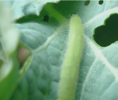 김장 배추 모종 심는 시기